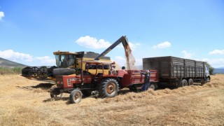 TMO Milas’ta Buğday ve Arpa Alımlarına Başlıyor