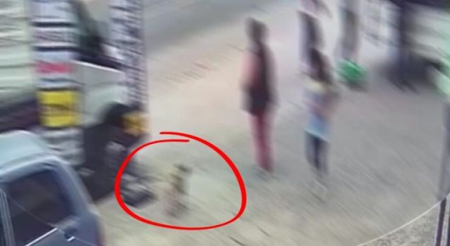 Milas’ta Pug Cinsi Köpekler Çalındı: Hırsızlık Saniye Saniye Kameralara Yansıdı…