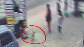 Milas’ta Pug Cinsi Köpekler Çalındı: Hırsızlık Saniye Saniye Kameralara Yansıdı…